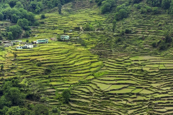 Terrazzo Paddy coltivazione a Rudraprayag, Garhwal, Uttarakhand, India — Foto Stock