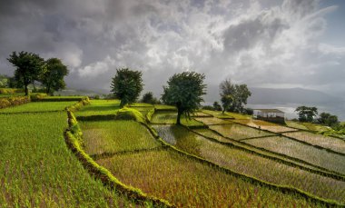 Koynanagar'daki teras pirinç tarlaları, Maharashtra, Hindistan