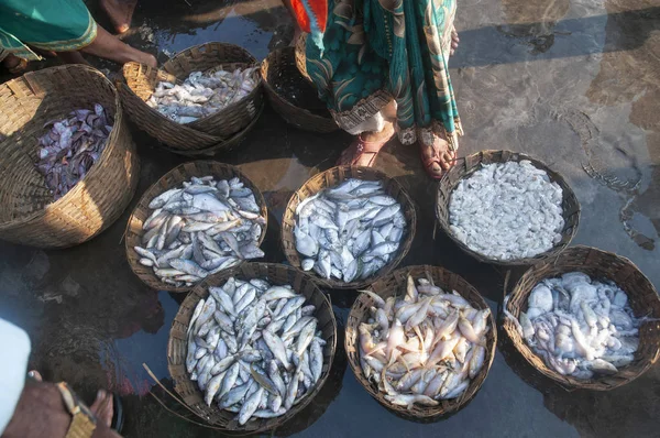 Fresh sea catch for sale, Harney Jetty, Ratnagiri, Maharashtra, India — Stock Photo, Image