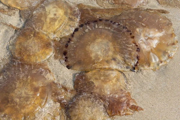 Dead jelly fish, Sindhudurga, Maharashtra, India — Stock Photo, Image