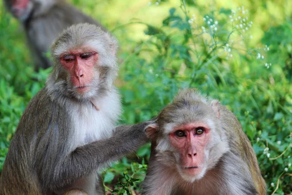 Dois macacos de perto, Macaca mulatta-sp, Hyderabad, Telangana, Índia — Fotografia de Stock