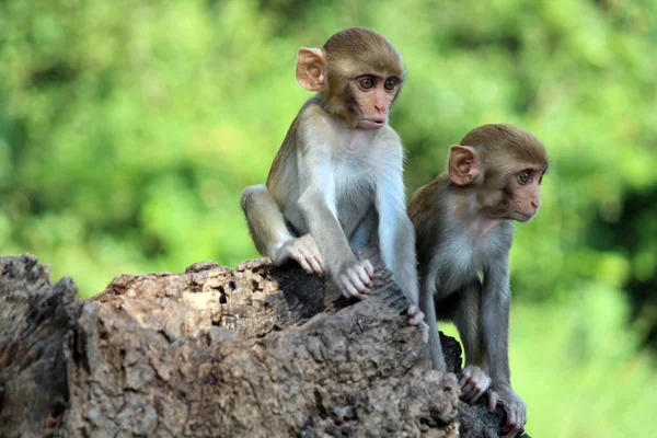 Zwei junge Affen sitzen auf Felsen, macaca mulatta-sp, hyderabad, telangana, india — Stockfoto