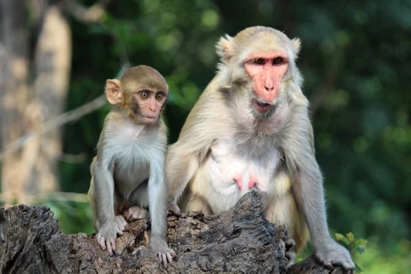 Mother with her young monkey, Macaca mulatta-sp, Hyderabad, Telangana, India — Stock Photo, Image