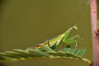 Bir dalda peygamber devesi yakın çekimi, Mantodea, Rayagada, Odisha, Hindistan