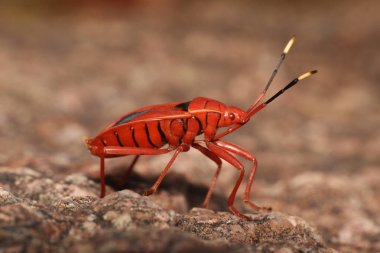 Red Bug,  Pyrrhocoridae , Hyderabad, Telangana, India clipart