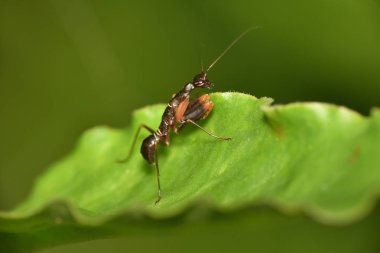 Odontomantis planiceps, Asya karınca mantisi peygamber devesi türleri, Haydarabad, Telangana, Hindistan