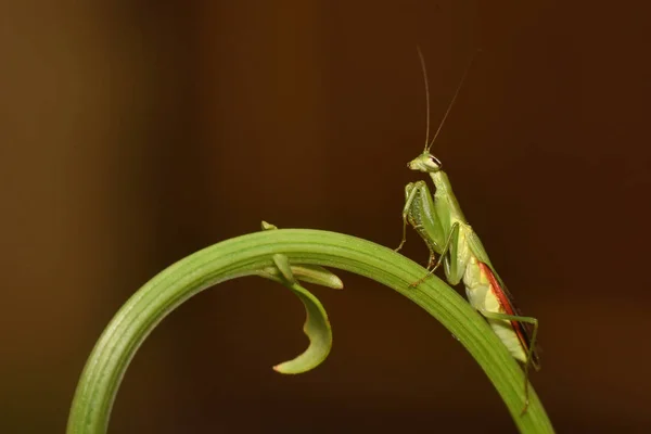 Biddende Mantis op een Fern blad, Mantodea, Rayagada, Odisha, India — Stockfoto