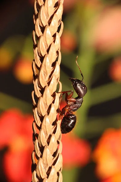 Carpenter ant, Camponotus sp, Hyderabad, Telanagana, India — стоковое фото