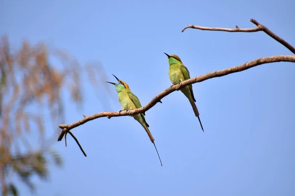 Green bee-eater sp, Merops orientalis, Hyderabad, India — Stock Photo, Image