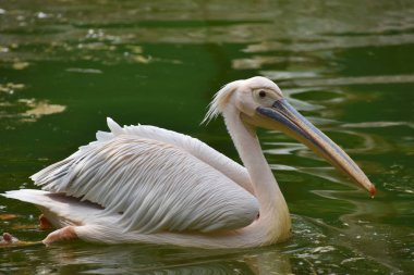 Rosy Pelican, Pelecanus onocrotalus, Haydarabad, Telanagana, Hindistan