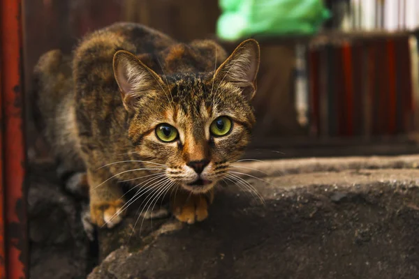 Brown cat looking at camera, close-up, India — Stock Photo, Image