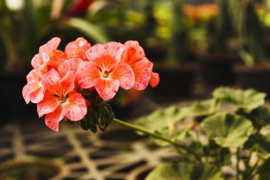 Divas sardunya çiçekleri, Yakın çekim, Hindistan.