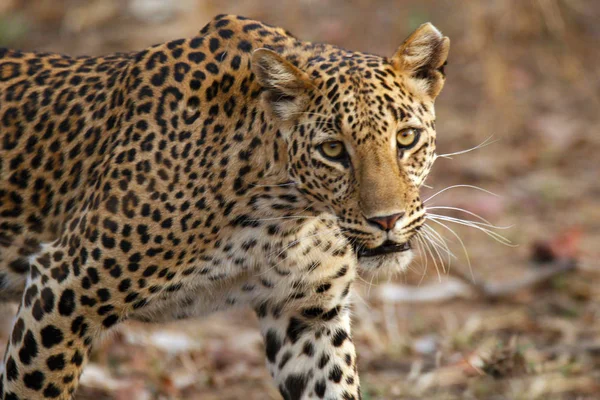 Leopard, Panthera pardus, Panna National Park, Madhya Pradesh, India. — Stock Photo, Image