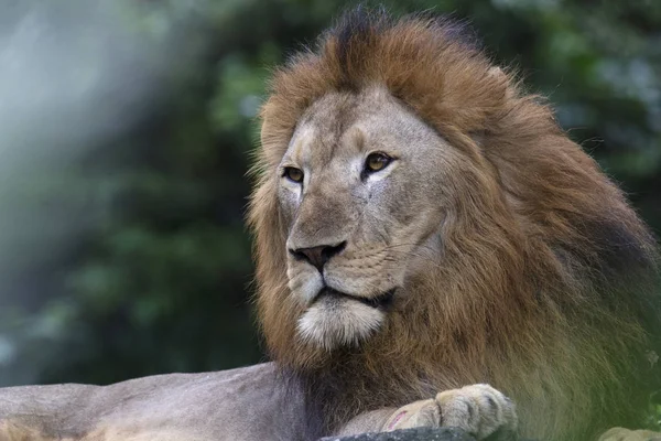 Koning van de jungle, Asiatische Leeuw, Panthera Leo Leo, Singapore Zoo, Singapore. — Stockfoto