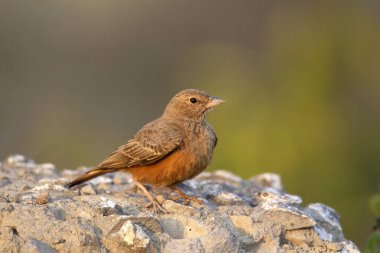 Rufous Kuyruklu Lark, Ammomanes phoenicura, Satara, Maharashtra, Hindistan.