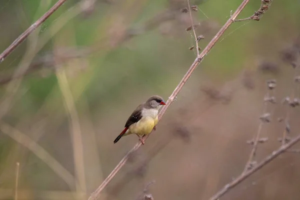 Červený avadavat, Red munia nebo jahodový Finch, Amandava amandava, samice, Vasai, Mumbai, Maharashtra, Indie. — Stock fotografie