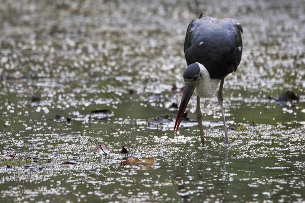 ウーリーネックコウノトリまたは白ネックコウノトリ、シコニアエピスコプス、パンナ国立公園、マディヤプラデシュ、インド. — ストック写真