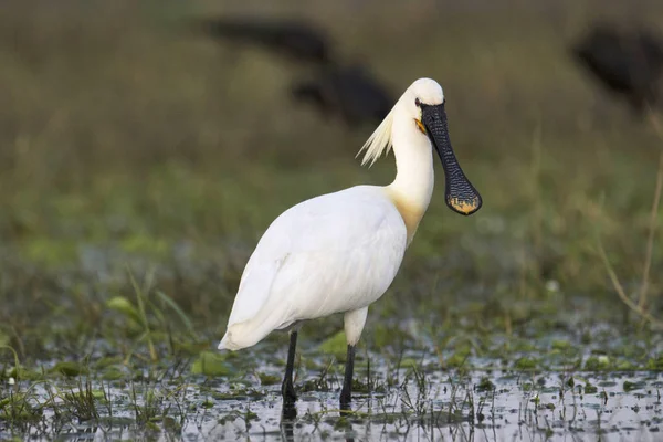 Eurasischer Löffler oder gemeiner Löffler, Platalea leucorodia, Indien — Stockfoto