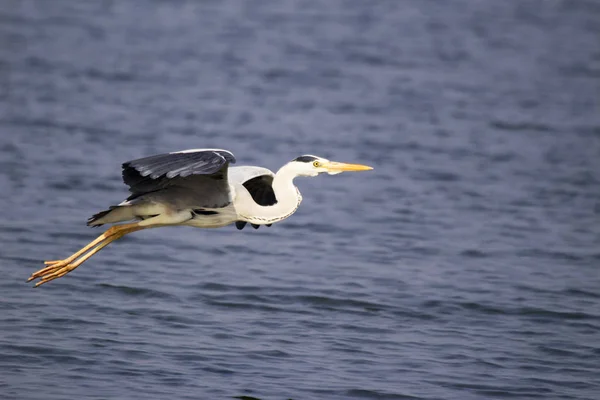 Garça cinzenta, Ardea cinerea em voo, Índia — Fotografia de Stock