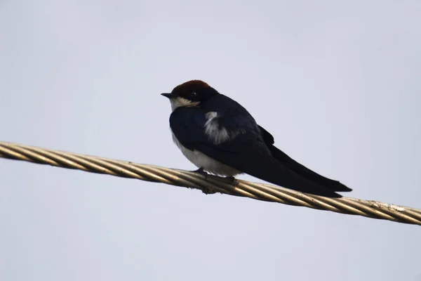 Granero Tragar la mayoría de las especies de golondrinas en el mundo, Hirundo rustica, India — Foto de Stock