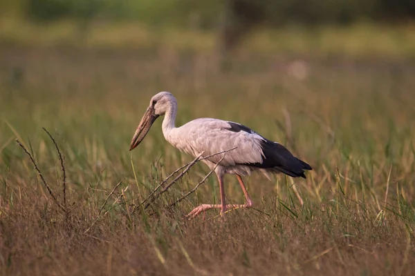 오픈 청구 황새, 아나스토무스 오시탄, 인도 — 스톡 사진