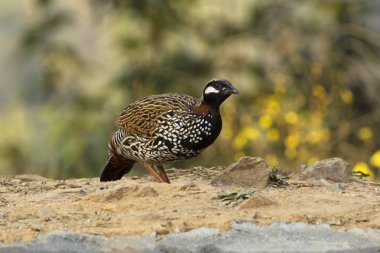 Siyah francolin, Francolinus francolinus, Sattal, Uttarakhand, Hindistan