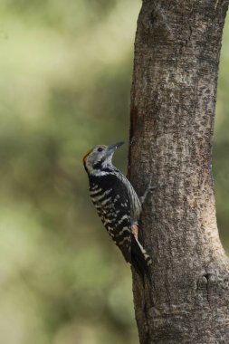 Kahverengi önlü ağaçkakan , Dendrocoptes auriceps, Sattal, Uttarakhand, Hindistan