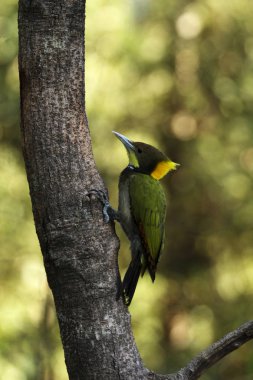 Büyük yellownape, Chrysophlegma flavinucha, Sattal, Uttarakhand, Hindistan