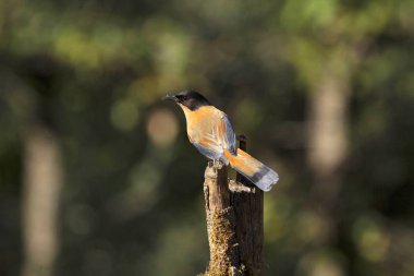Roufos sibia, Heterophasia capistrata, Sattal, Uttarakhand, Hindistan