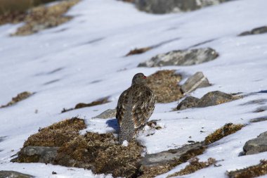 Kar Kekliği, Lerwa lerwa, Chopta, Uttarakhand, Hindistan