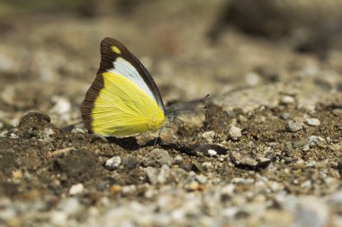 Çikolata albatros, Appias lyncida, Namdapha Tiger Reserve, Arunachal Pradesh, Hindistan