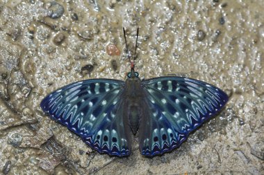 Memur, Dichorragia nesimachus, Namdapha Tiger Reserve, Arunachal Pradesh, Hindistan