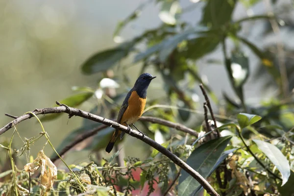 Mavi önlü Redstart, Phoenicurus frontalis, Mandal, Uttarakhand, Hindistan — Stok fotoğraf