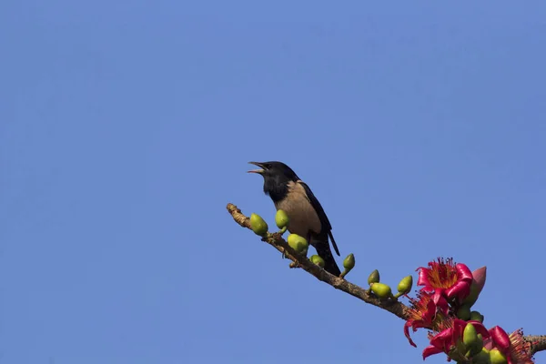 Rosy starling, Pastor roseus, Kolhapur, Maharashtra, Hindistan — Stok fotoğraf