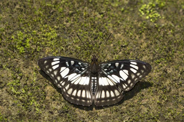 Sargento de veia negra, Athyma ranga, Namdapha Tiger Reserve, Arunachal Pradesh, Índia — Fotografia de Stock