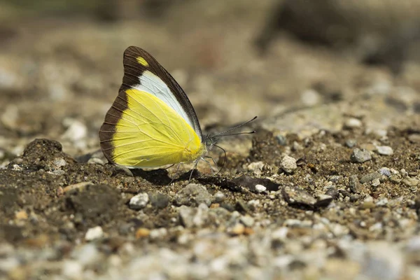 Choklad Albatross, Appias lyncida, Namdapha Tiger Reserve, Arunachal Pradesh, Indien — Stockfoto