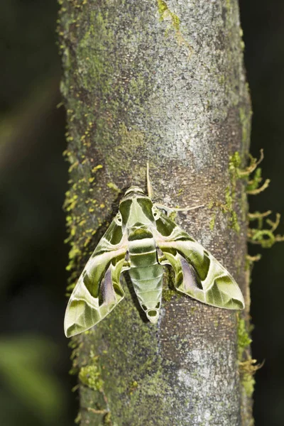 Oleander Hawk Moth of Army Green Moth, Daphnis nerii, Amboli, Maharashtra, India — Stockfoto
