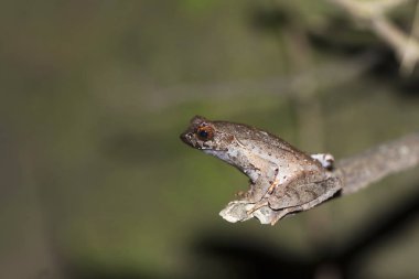 Boynuzlu kurbağa, Megophrys ancrae, Namdapha Tiger Reserve, Arunachal Pradesh, Hindistan