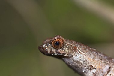 Boynuzlu kurbağa, Megophrys ancrae, Namdapha Tiger Reserve, Arunachal Pradesh, Hindistan