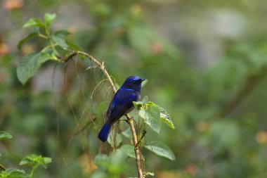 Küçük niltava, Chaffi, Uttarakhand, Hindistan