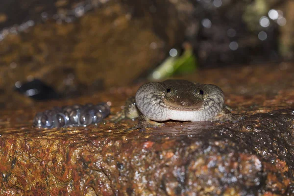 Burgfelsennachtfrosch, nyctibatrachus petraeus, amboli, swantwadi, mahrashtra, india — Stockfoto