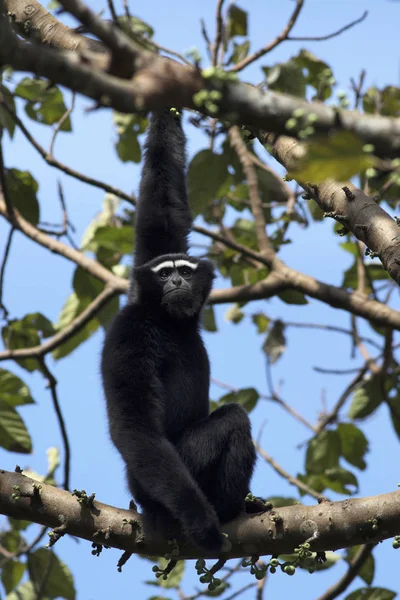 Mishmi hoolock gibbon, Hoolock hoolock mishmiensis, Namdapha tiger reserve, Arunachal Pradesh, India —  Fotos de Stock