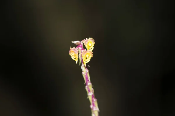Malaxis versicolor, suchozemská Orchidea s krátkým stonkem, Amboli, Swantwadi, Maharashtra, Indie — Stock fotografie
