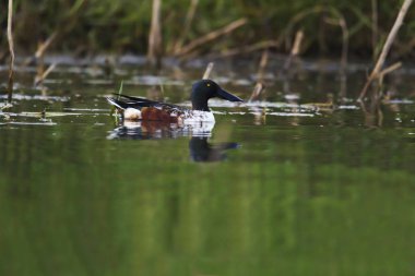 Kuzey kürekçi, Bhigvan, Pune, Maharashtra, Hindistan