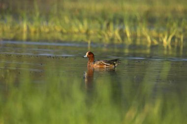 Avrasya Wigeon, Bhigavan, Pune, Maharashtra, Hindistan