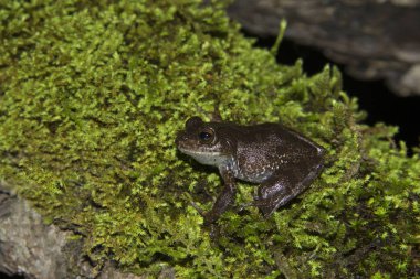 Ghatixalus variabilis, Ooty, Tamilnadu, Hindistan