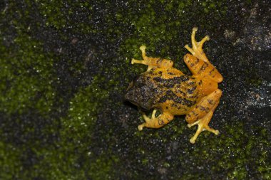 Raorchestes signatus, erkek, Ooty, Tamil Nadu, Hindistan