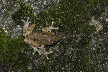 Raorchestes signatus, erkek, Ooty, Tamil Nadu, Hindistan