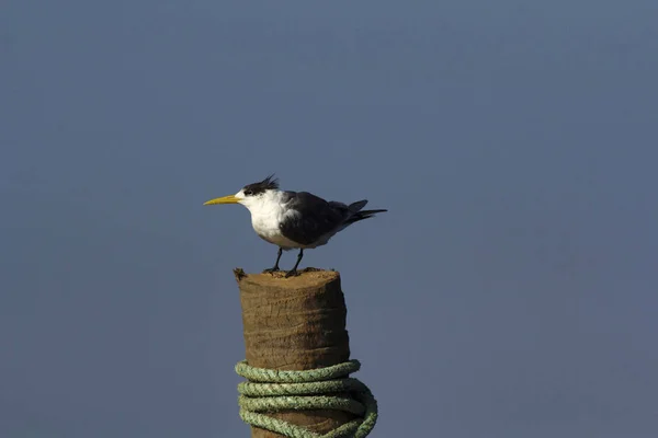 Greater crested tern, Goa, India — Stock Photo, Image