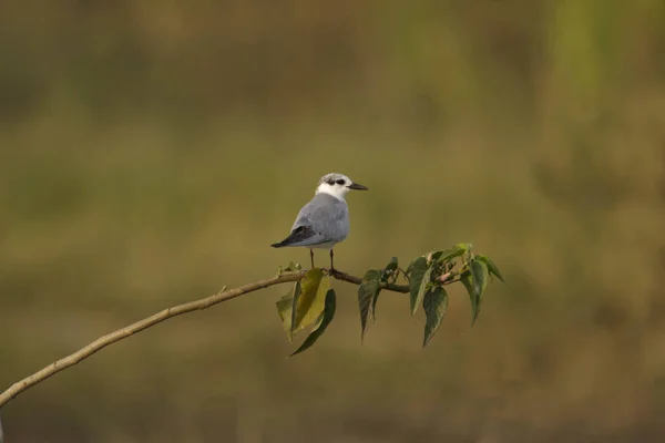 Pequeño charrán, Bhigavan, Pune, Maharashtra, India — Foto de Stock